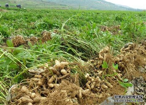 花生繁殖方式|花生是裸子植物吗？——揭开花生的真面目（探究花生。